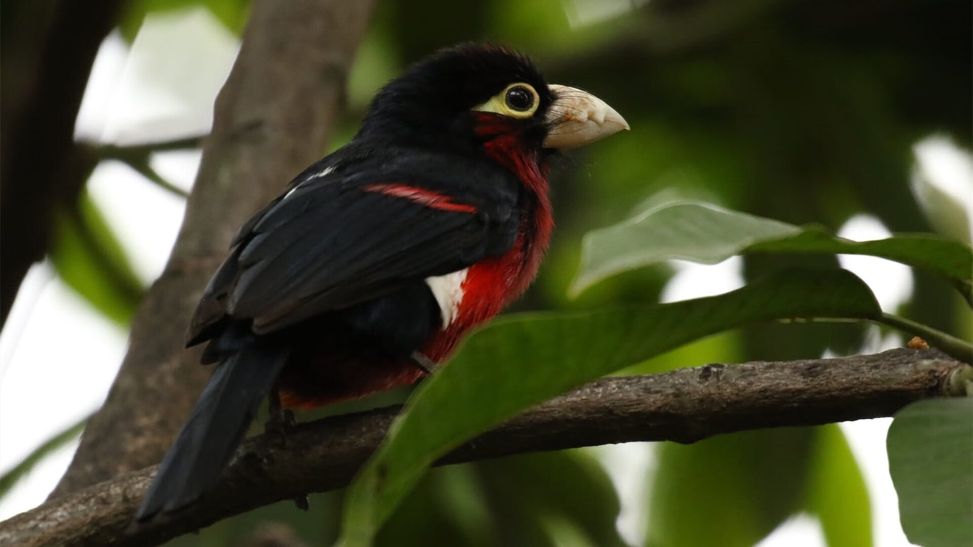 世界排名争夺战之夜,坎特个人能力完全展现